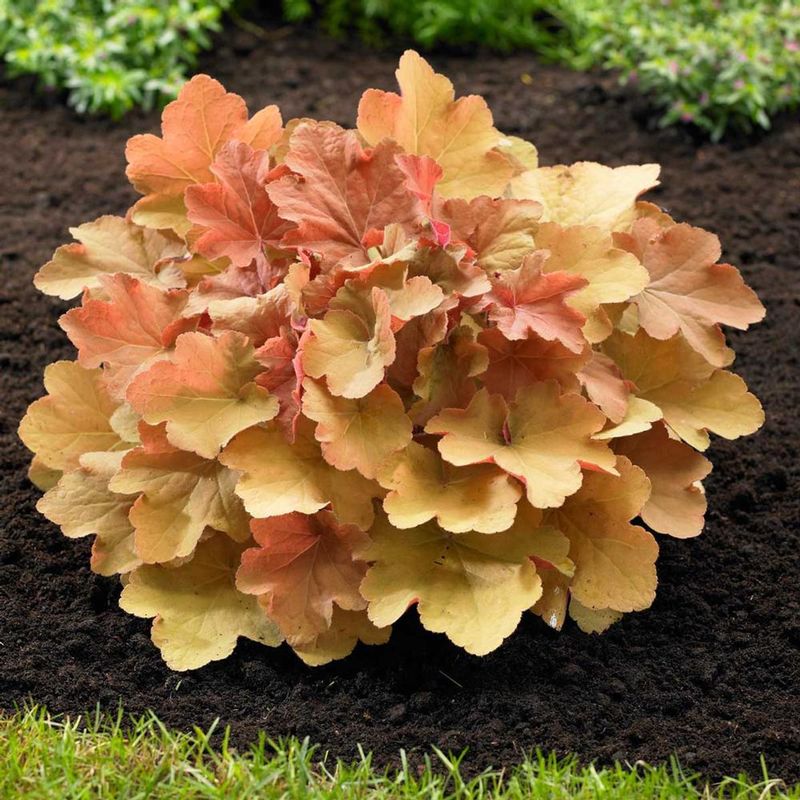 Heuchera