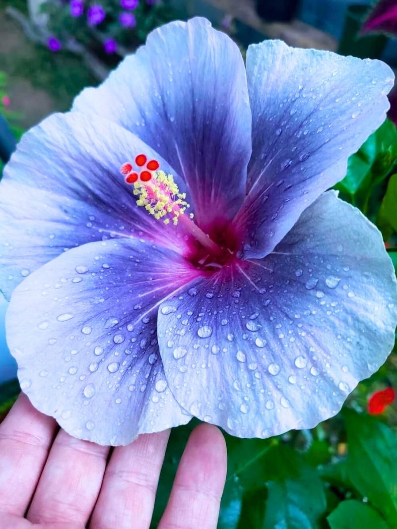 Hibiscus