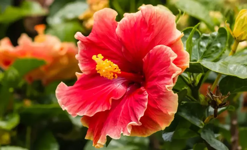 Hibiscus