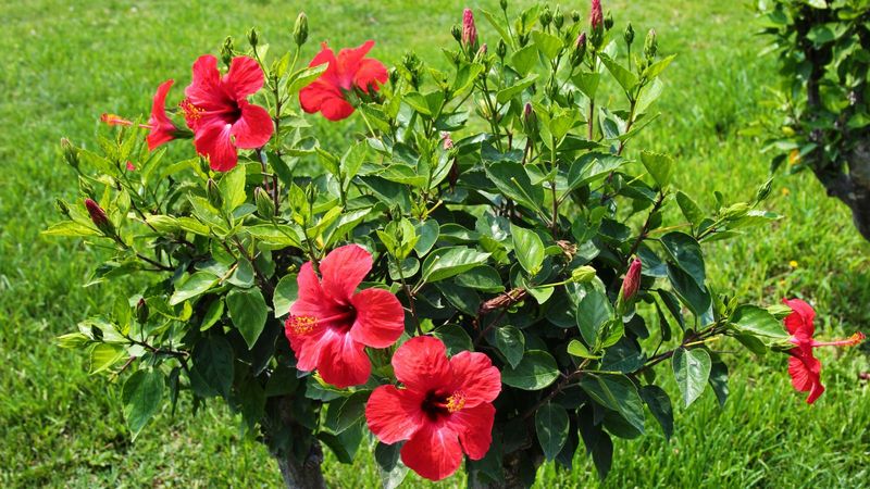 Hibiscus