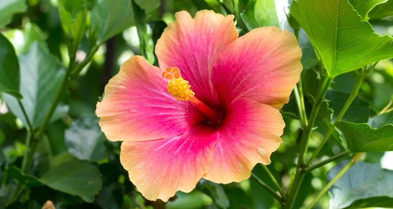 Hibiscus