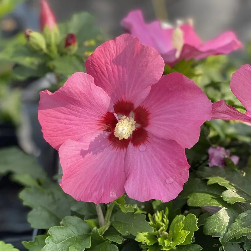 Hibiscus