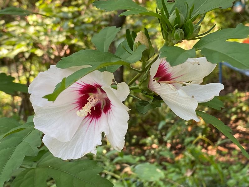 Hibiscus (Rose Mallow)