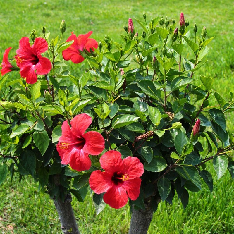 Hibiscus