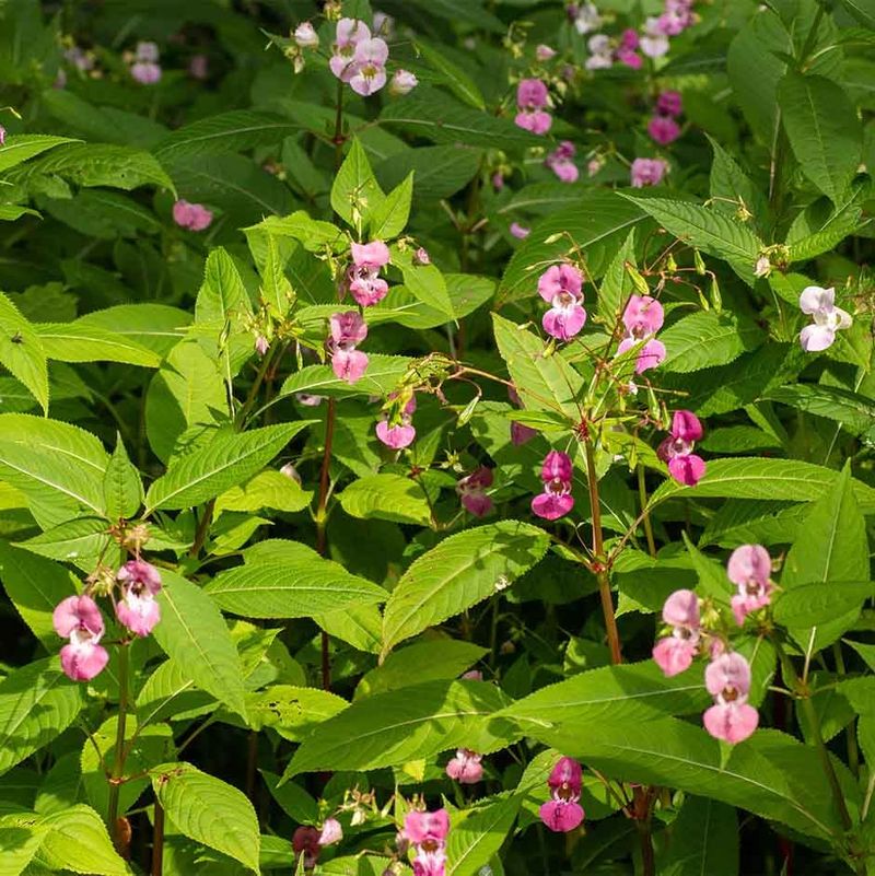 Himalayan Balsam