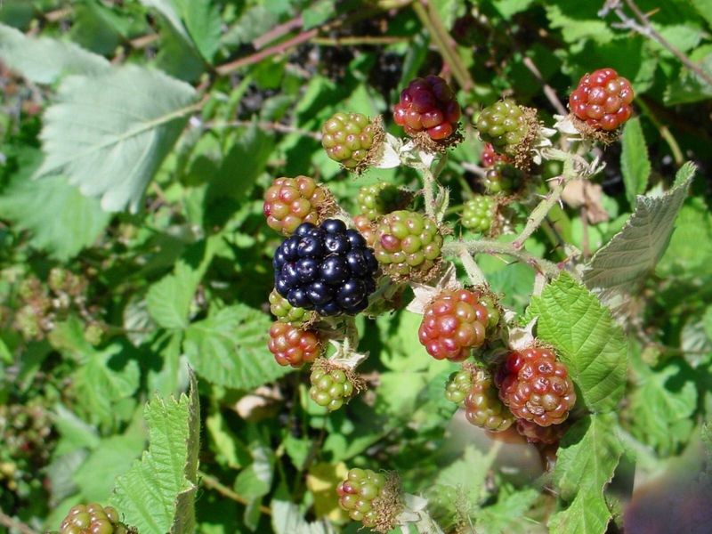 Himalayan Blackberry