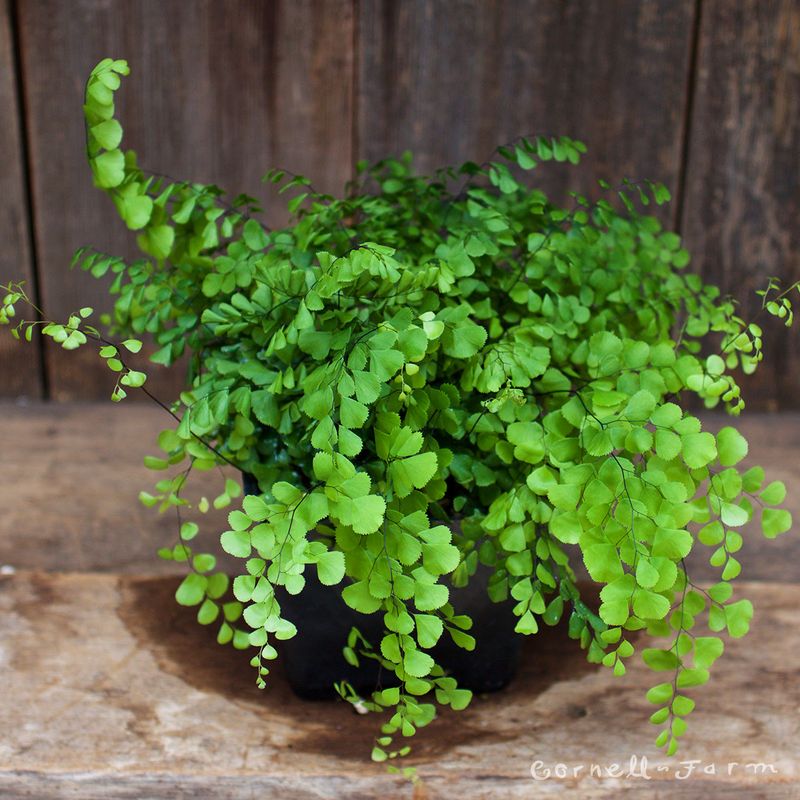 Himalayan Maidenhair