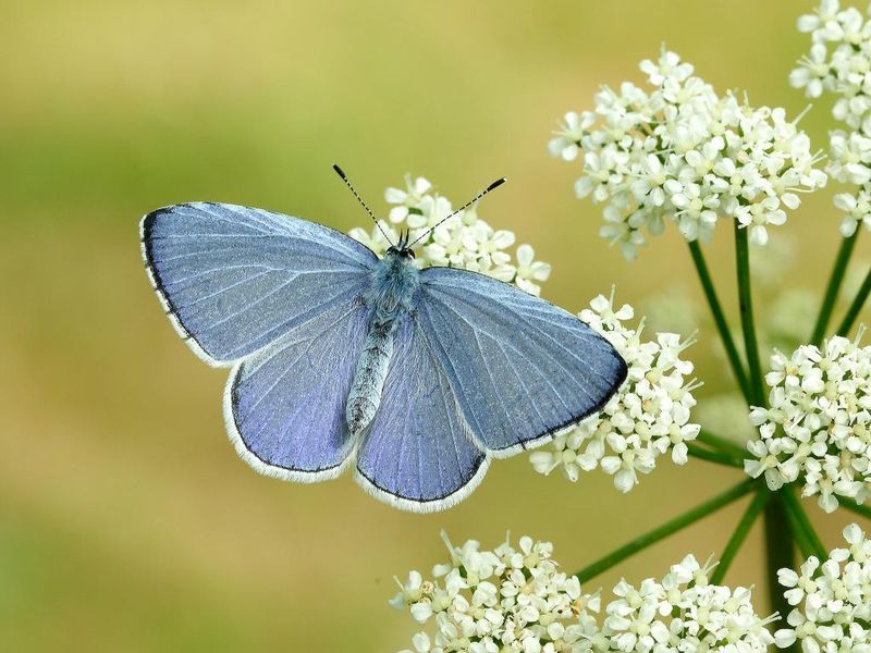 Holly Blue