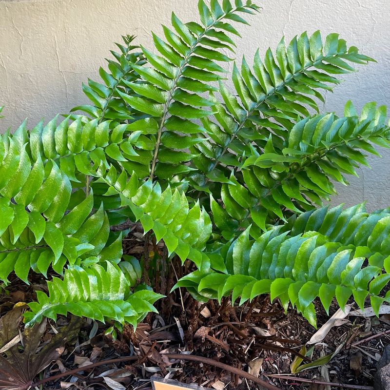 Holly Fern