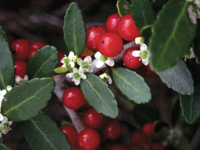 Holly (Ilex)