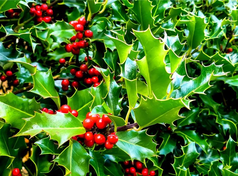 Holly (Ilex)