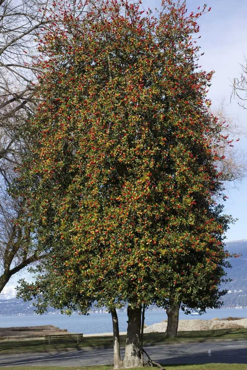 Holly Tree