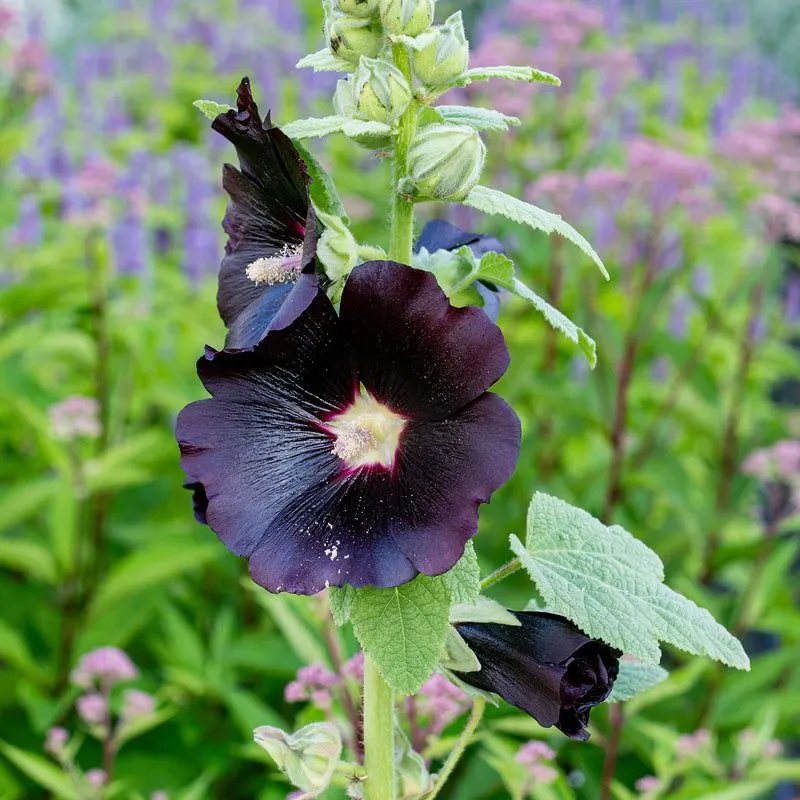 Hollyhock