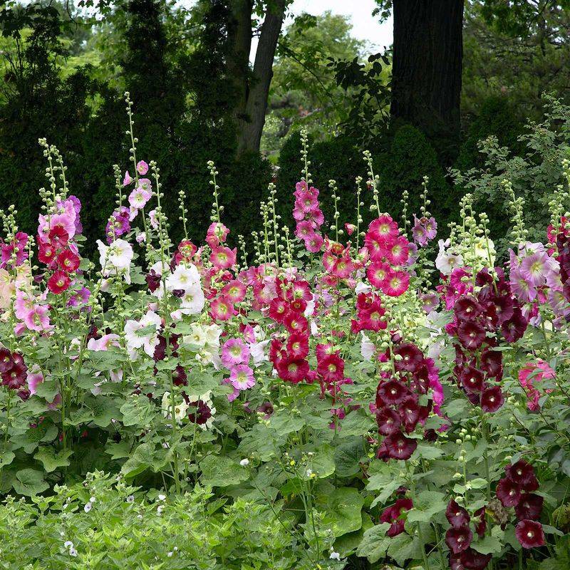 Hollyhock