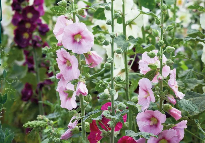 Hollyhocks