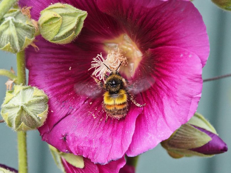 Hollyhocks