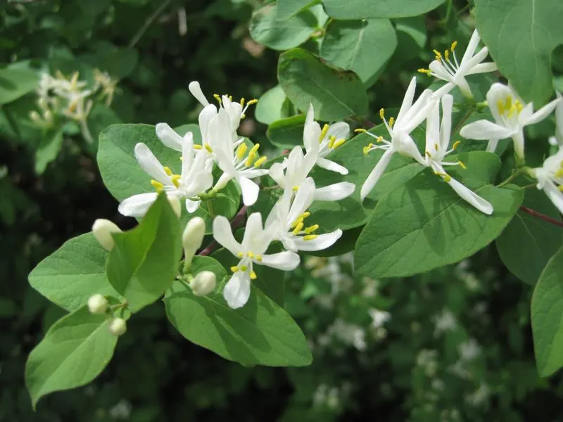 Honeysuckle