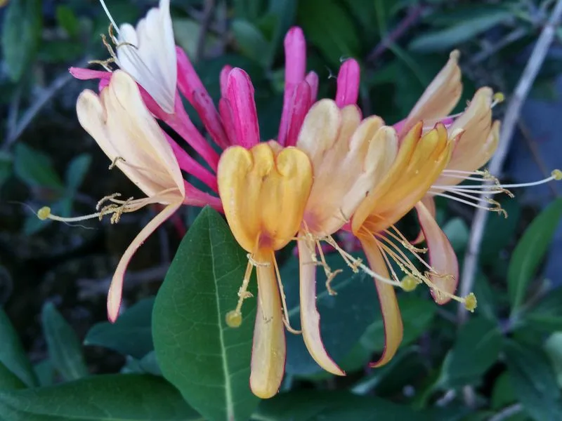 Honeysuckle