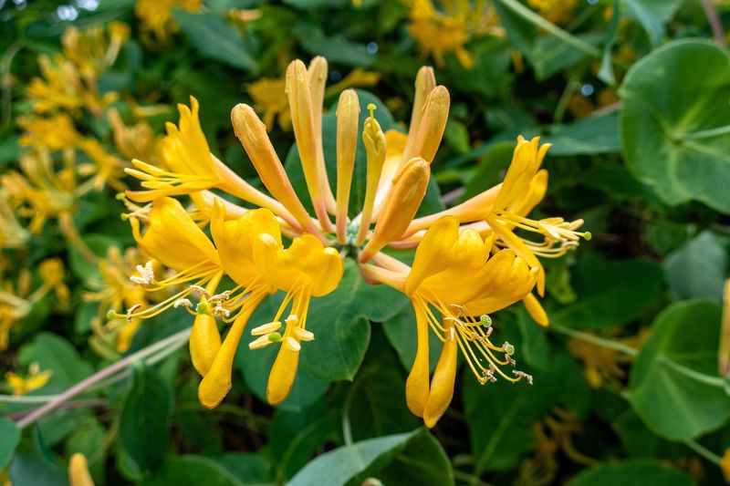 Honeysuckle Bush