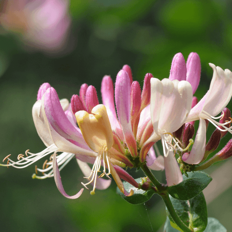 Honeysuckle