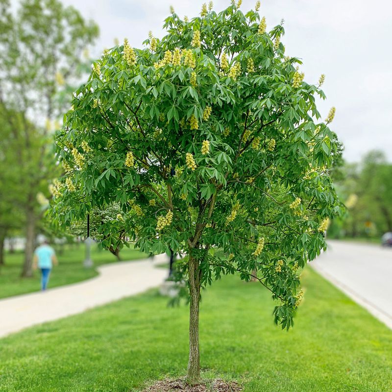 Horse Chestnut