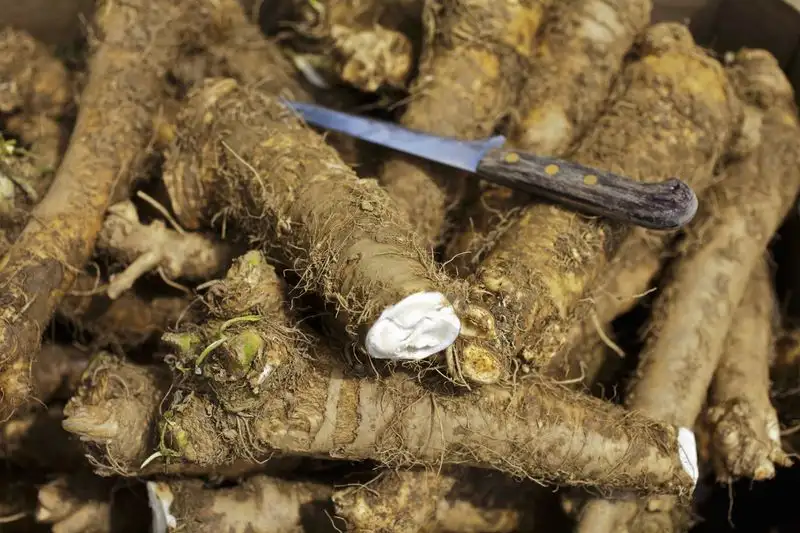 Horseradish