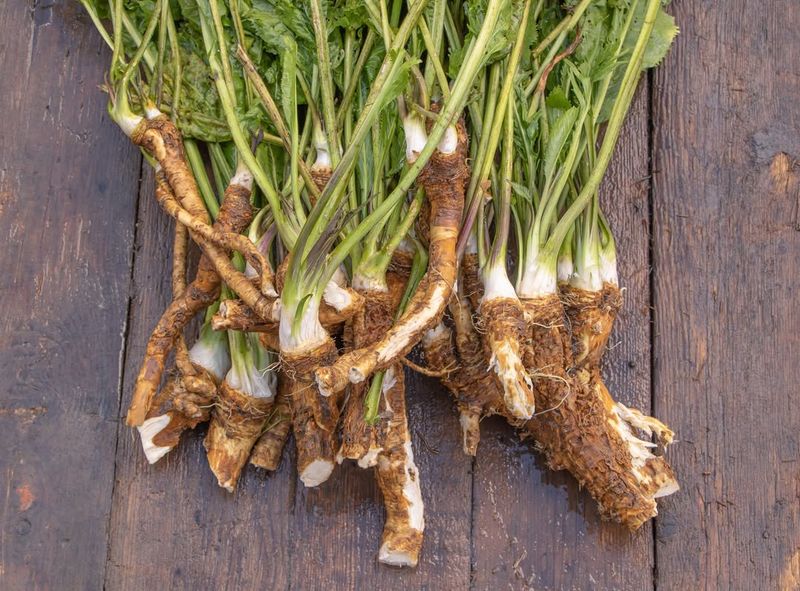 Horseradish