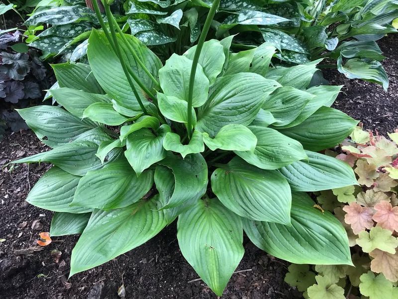 Hosta