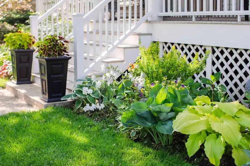 Hosta