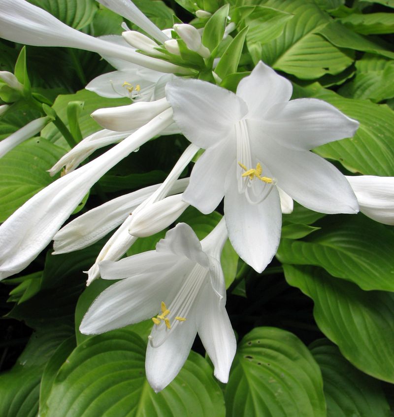 Hosta