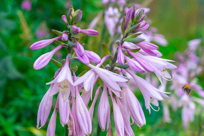 Hosta