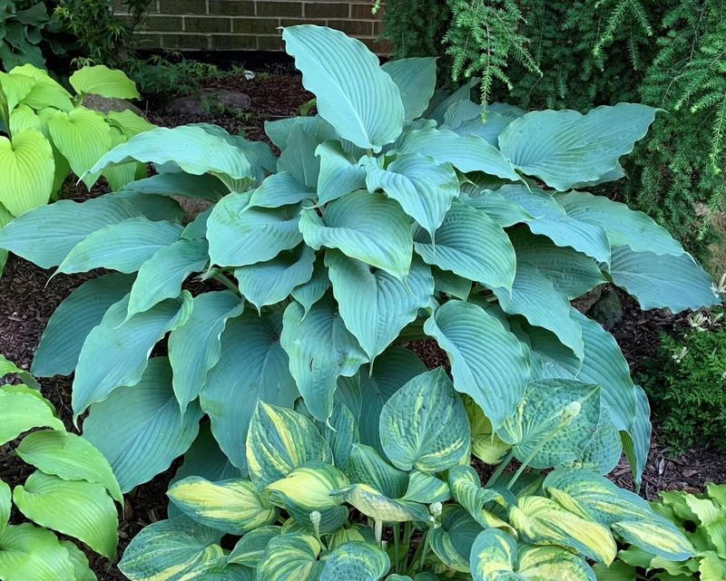 Hosta