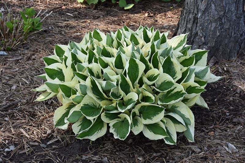 Hosta