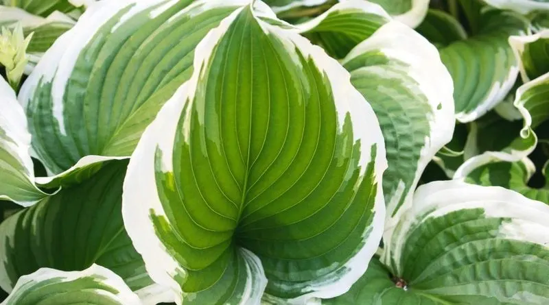 Hosta Variegata