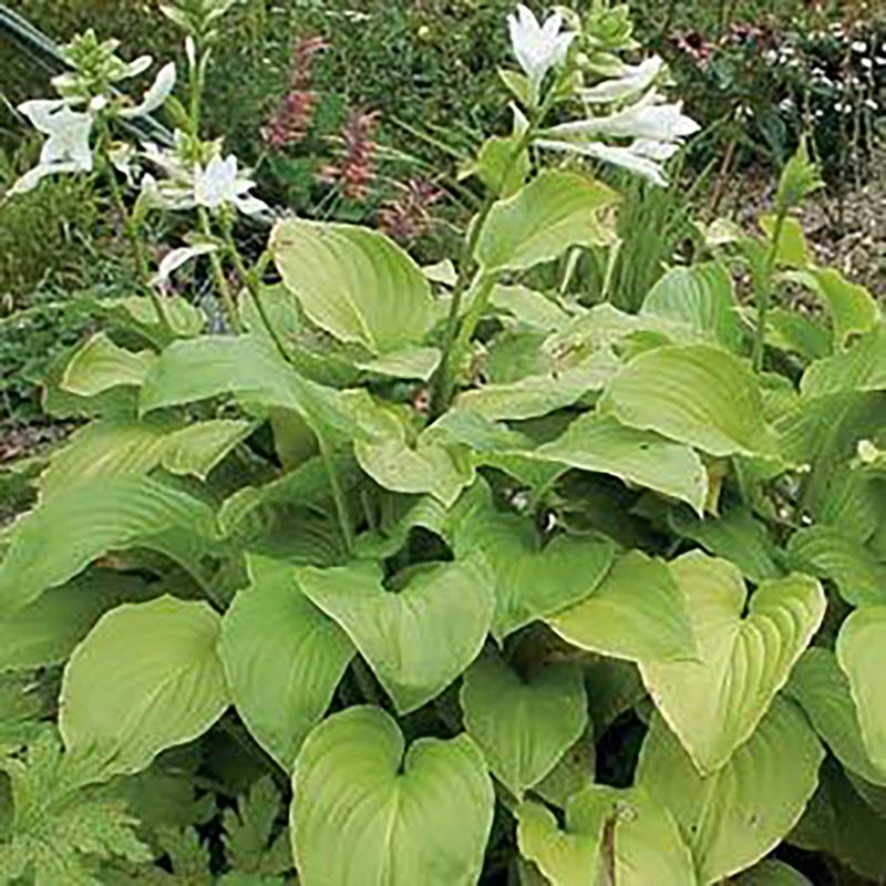 Hosta plantaginea