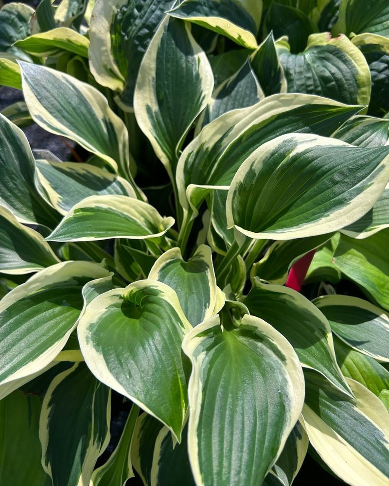 Hostas