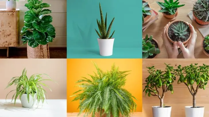 19 Houseplants That Need Extra Care in March Before Spring Growth