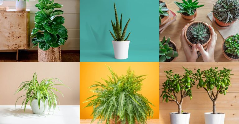 Houseplants That Need Extra Care in March Before Spring Growth