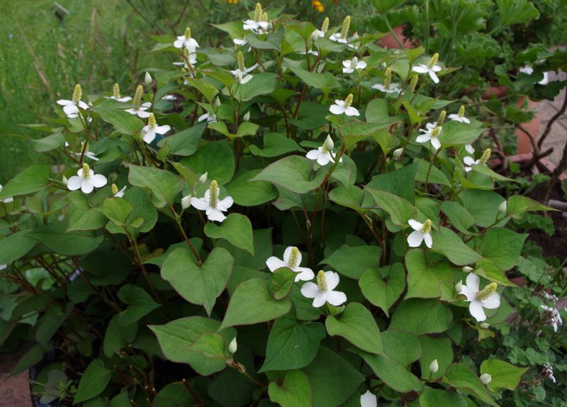 Houttuynia Cordata