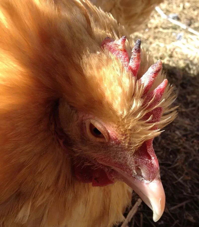 How can you tell if a chicken is healthy?