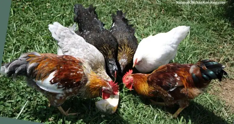How do chickens communicate?