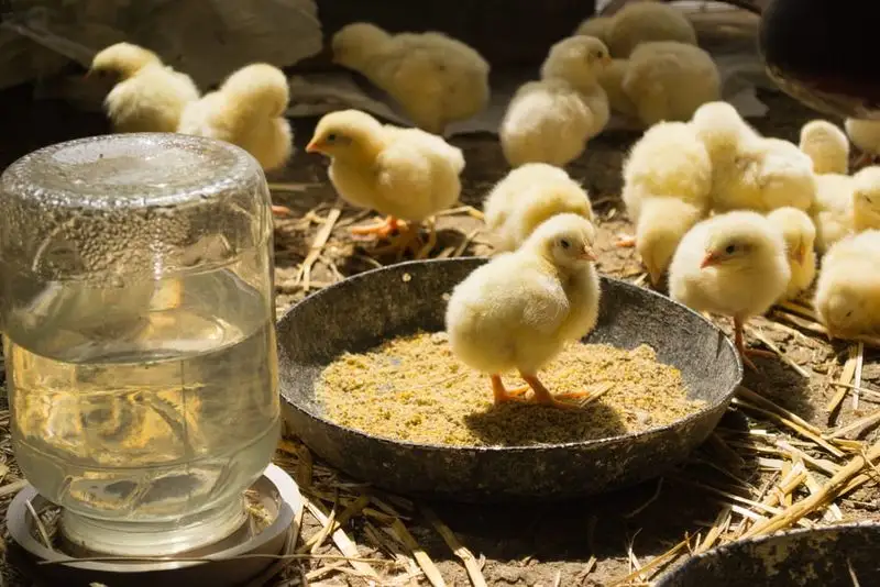 How do you care for baby chicks?