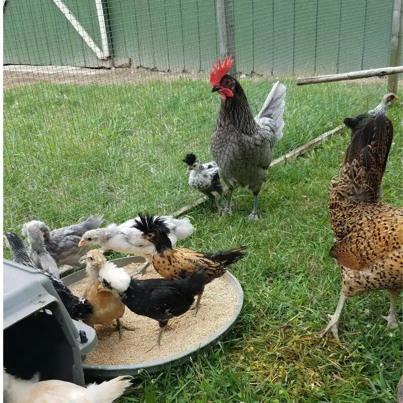 How do you introduce new chickens to a flock?