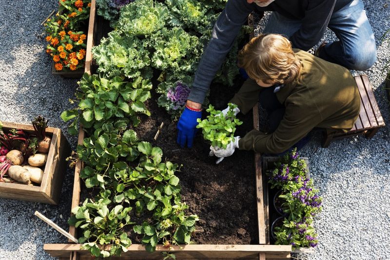 How to Start Your Food Garden