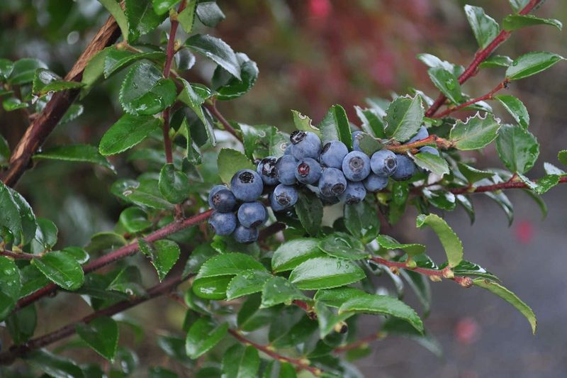 Huckleberry (Vaccinium ovatum)