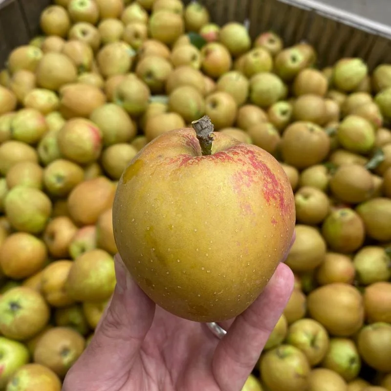 Hudson's Golden Gem