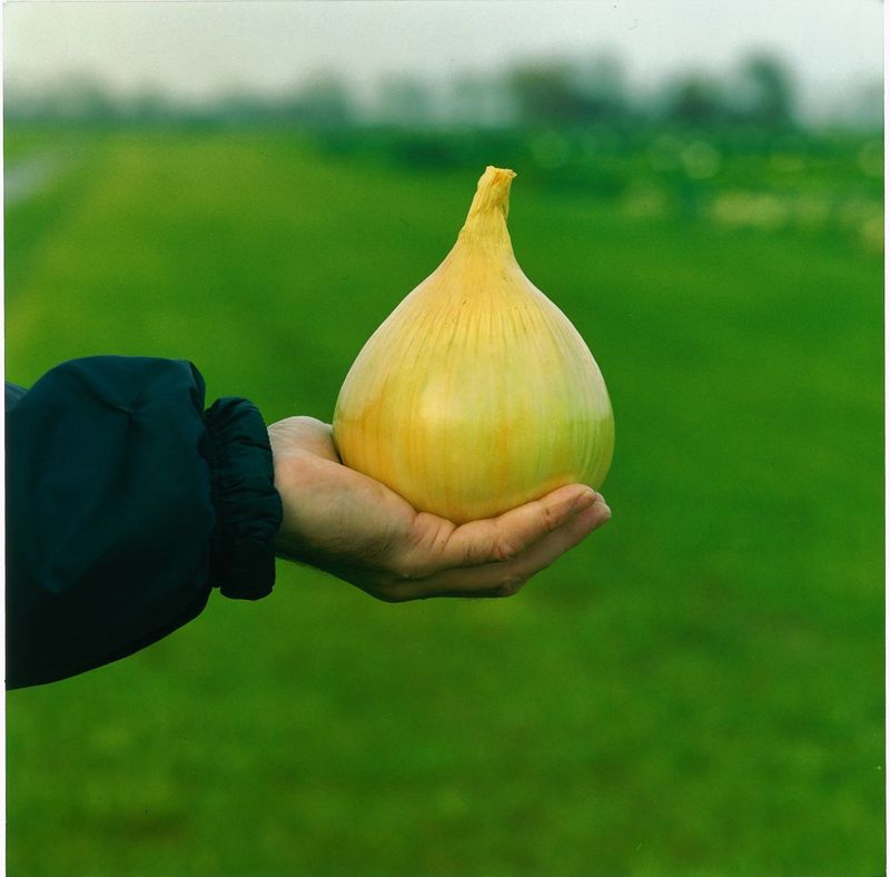 Huge Onion