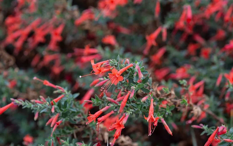 Hummingbird Trumpet