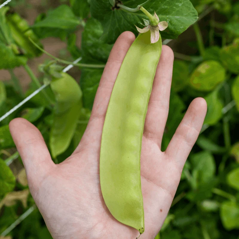 Humongous Peas