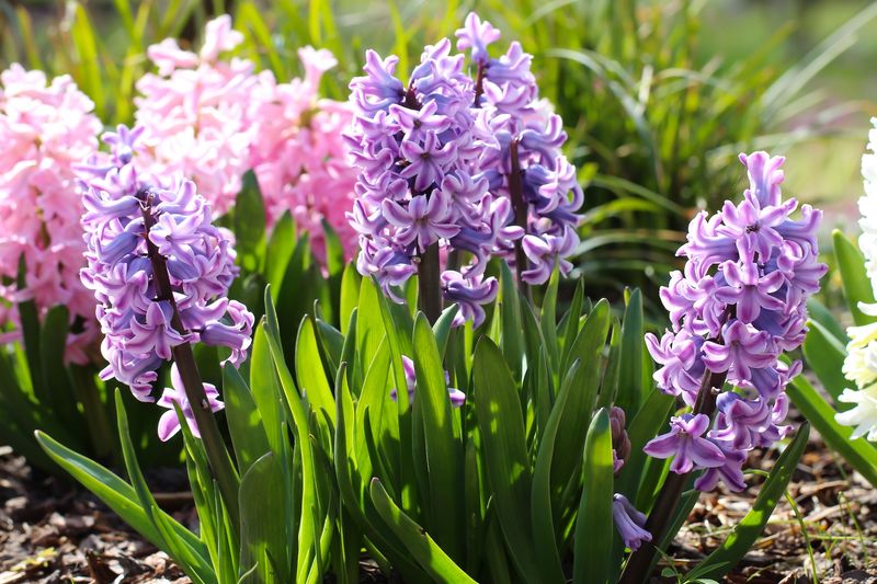 Hyacinth